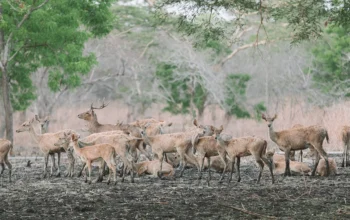 Baluran national park