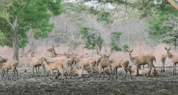 Baluran national park